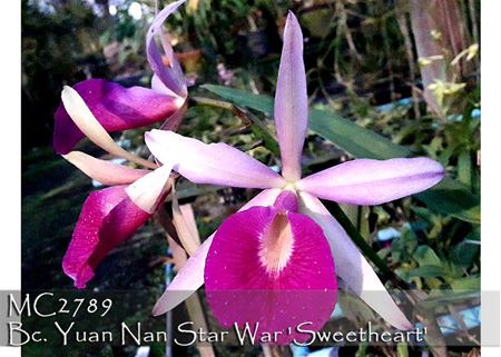 Bc. Yuan Nan Star War &#39;Sweetheart&#39;  (Mem. Robert Strait x Wonder Star)
