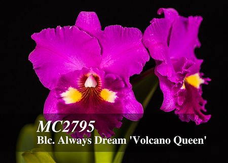 Blc. Always Dream &#39;Volcano Queen&#39;  (Lucky Man x Hawaiian Ovation)