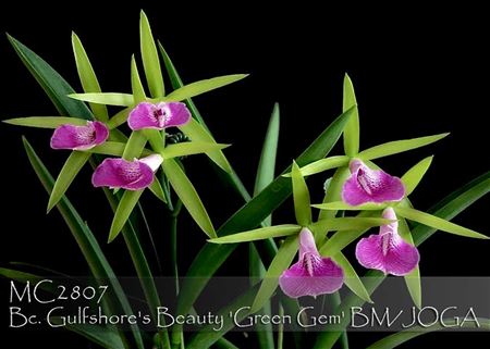 Bc. Gulfshore&#39;s Beauty &#39;Green Gem&#39; BM/JOGA (B. nodosa x C. dormaniana)