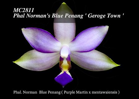 Phal. Norman&#39;s Blue Penang &#39;George Town&#39;  (Purple Martin x mentawaiensis)