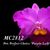 Pot. Perfect Choice 'Purple Lady' BM/JOGA (Blc. Tokyo Bay ' Victory' SM/JOGA x C. Lake Casitas)