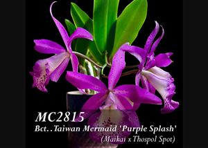 Bct. Taiwan Mermaid &#39;Purple Splash&#39; BM/JOGA (Maikai x Thospol Spot)