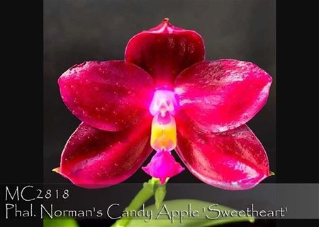 Phal. Norman&#39;s Candy Apple &#39;Sweetheart&#39;  (Palace Reef x Fintie Kunriawat)