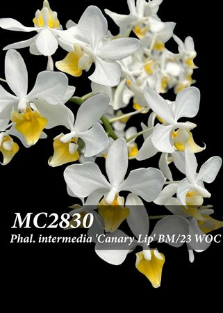 Phal. intermedia &#39;Canary Lip&#39; BM/23 WOC ( x )