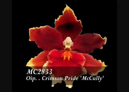 Oncidopsis  Crimson Pride &#39;McCully&#39;  (Oncidopsis Pacific Waters x Onc. Petitle Shine)