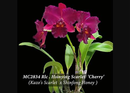 Rlc. Hsinying Scarlet &#39;Cherry&#39;  (Pot. Kozo&#39;s Scarlet &#39;Vi- Emi&#39; SM/JOGA x Shinfong Honey)