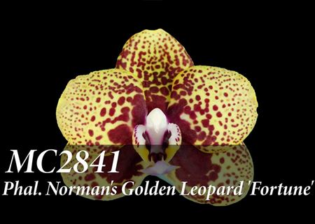 Phal. Norman&#39;s Golden Leopard &#39;Fortune&#39; (Chiada Gloria x Zheng Min Anaconda)