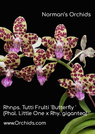 Rhnps. Tutti Fruiti &#39;Butterfly&#39; (Phal. Little One x Rhy. gigantea) 