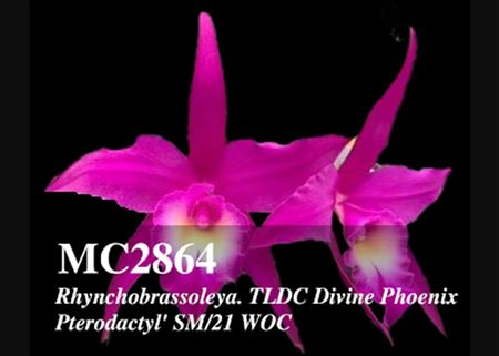 Rhynchobrassoleya. TLDC Divine Phoenix &#39;Pterodactyl&#39; SM/21 WOC (B. cuculata x Bryce Canyon &#39; Splendiferous&#39; AM/AOS )