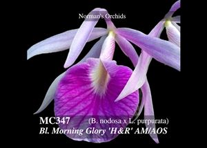 Bl. Morning Glory &#39;H&amp;R&#39; AM/AOS (B. nodosa x L. purpurata)