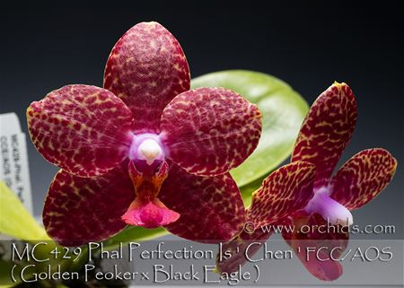Phal. Perfection Is &#39;Chen&#39; FCC/AOS ( Golden Peoker x Black Eagle ) 