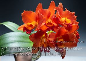 Rth. Alpha Plus Rainbow &#39;Montclair&#39;  (C. Tropical Rainbow x Tsiku Lily)