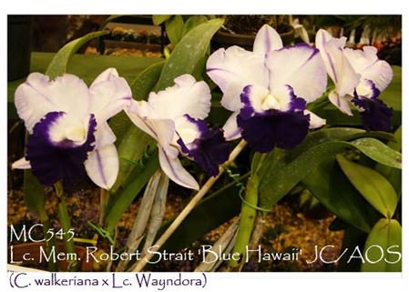 Lc. Mem. Robert Strait &#39;Blue Hawaii&#39; JC/AOS (C. walkeriana x Lc. Wayndora)