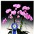 Phal. Little Mary 'Cherry Blossom'  (Mary Tuazon x equestris)