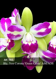 Blc. Yen Corona &#39;Green Genie&#39; AM/AOS (Lc. Brazilian Treasure x Mem. Helen Brown)