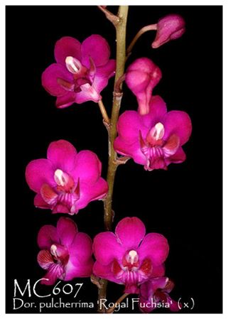 Phal. (Dor.) pulcherrima ‘Royal Fuchsia’ (4N)