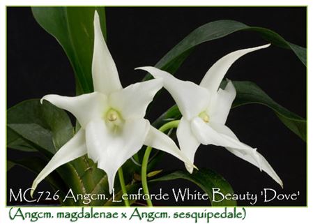 Angcm. Lemforde White Beauty &#39;Dove&#39;  (Angcm. magdalenae x Angcm. sesquipedale)
