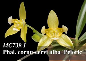 Phal. cornu-cervi alba &#39;Peloric&#39;