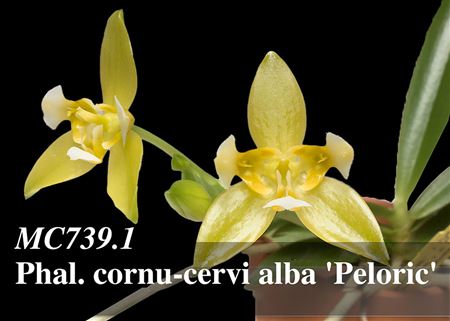 Phal. cornu-cervi alba &#39;Peloric&#39;