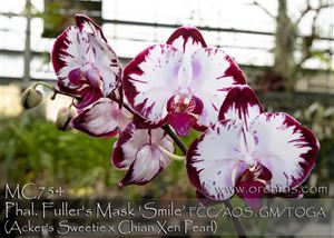 Phal. Fuller&#39;s Mask &#39;Smile&#39; FCC/AOS ,GM/TOGA (Acker&#39;s Sweetie x Chian Xen Pearl)