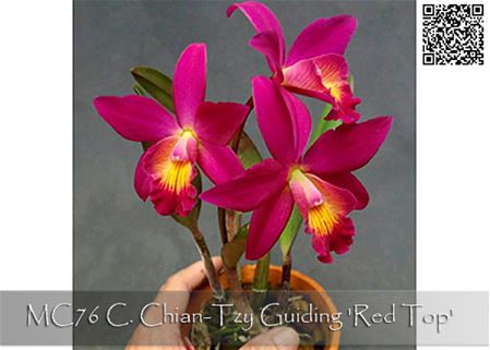 C. Chian-Tzy Guiding &#39;Red Top&#39;  (C. Chian-Tzy Angiekoh x C. milleri &#39; Ember&#39;)