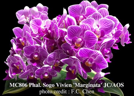 Phal. Sogo Vivien &#39;Marginata&#39; JC/AOS ( Sogo Al ice x  Zuma Pixie) 