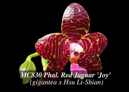 Phal. Red Jaguar &#39; Joy &#39;  (gigantea x Hsu Li-Shian) 