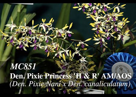 Den. Pixie Princess &#39;H &amp; R&#39; AM/AOS (Den. Pixie Nani x Den. canaliculatum)