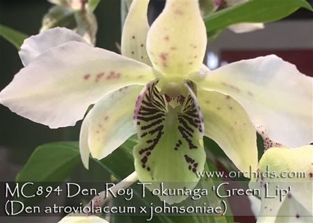 Den. Roy Tokunaga &#39;Green Lip&#39;  (Den  atroviolaceum x johnsoniae)