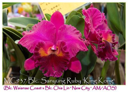 Blc. Sanyung Ruby &#39;King Kong&#39;  (Blc. Waianae Coast x Blc. Chia Lin &#39; New City &#39; AM/AOS)