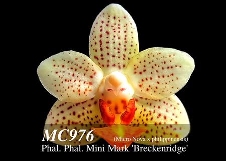 Phal. Mini Mark &#39;Breckenridge&#39;  (Micro Nova x philippinensis) 
