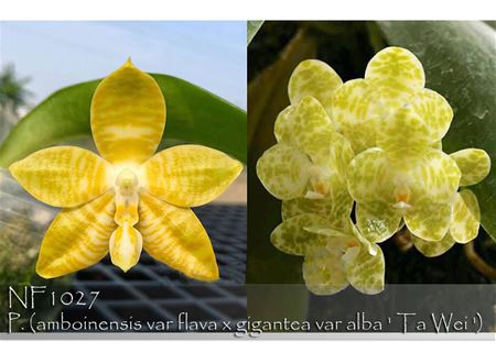Phal. (amboinensis var flava x gigantea var alba &#39; Ta Wei &#39;) 