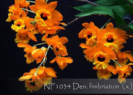 Den. fimbriatum  (&#39; Canary&#39; x &#39; 24K Gold&#39;)