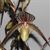 Paph. St. Swithin