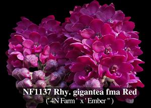 Rhy. gigantea fma Red 4N ( &#39; 4N Farm &#39; x &#39; Ember &quot;)