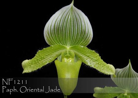 Paph. Oriental Jade (Ontario Jade &#39;FANGtastic&#39; x Oriental Frieze &#39;Paphanatic&#39;)