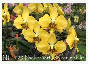 Phal. stuartiana var. nobilis  (stuartiana &#39; Yellow &#39; x stuartiana &#39; Canary&#39;)