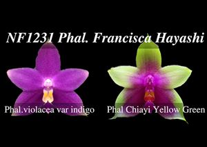 Phal. Francisca Hayashi (violacea var indigo &#39; Blue Smile&#39; SM/TOGA x Chiayi Yellow Green) 