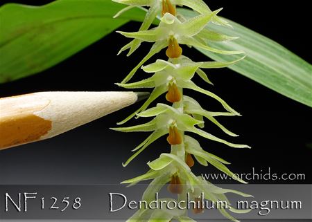 Dendrochilum. magnum 