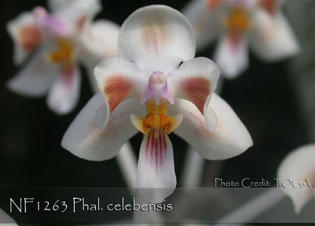 Phal. celebensis (celebensis &#39;Marble Leaves&#39; x celebensis &#39;floribunda&#39;)