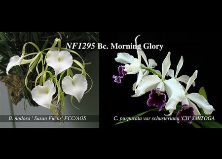 Bc. Morning Glory  (B. nodosa &#39; Susan Fuchs&#39; FCC/AOS x C. purpurata var schusteriana &#39;CH&#39; SM/TOGA)