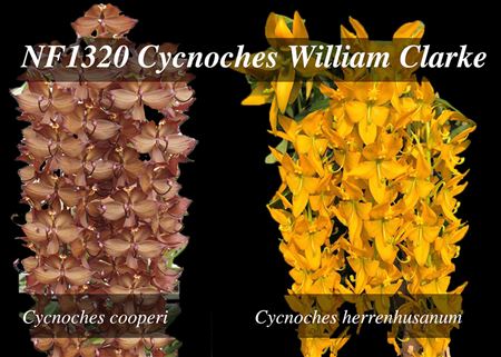 Cychnoches William Clarke  (cooperi x herrenhusanum)
