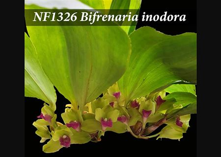 Bif. inodora  ( x )