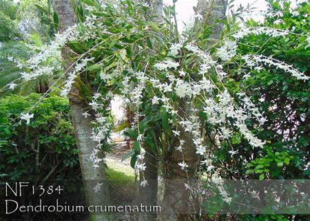 Dendrobium crumenatum 