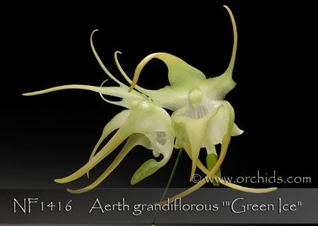 Aerth. grandiflorous  (grandiflorous  &#39; Green Ice&#39; x self)