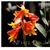 Dendrobium chrysopterum  ( x )