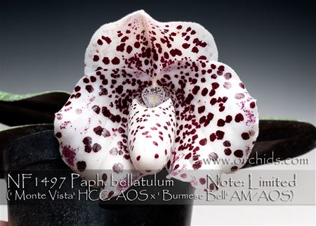 Paph. bellatulum  (&#39; Monte Vista&#39; HCC/AOS x &#39; Burmese Bell&#39; AM/AOS)