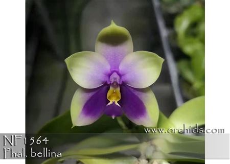 Phal. bellina   (bellina var. coerulea x bellina &#39; Montclair&#39; AM/AOS)