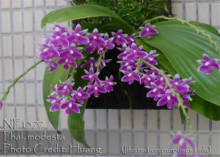 Phal. modesta (modesta &#39;Prince Orchids&#39; x modesta &#39;Grape&#39;) 