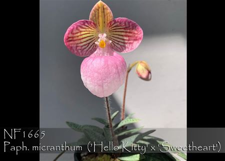 Paph. micranthum (&quot; Hello Kitty&#39; x &quot; Sweetheart &#39;)